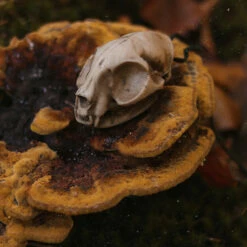 Cheap Disturbia Shop -Cheap Disturbia Shop 8 800x