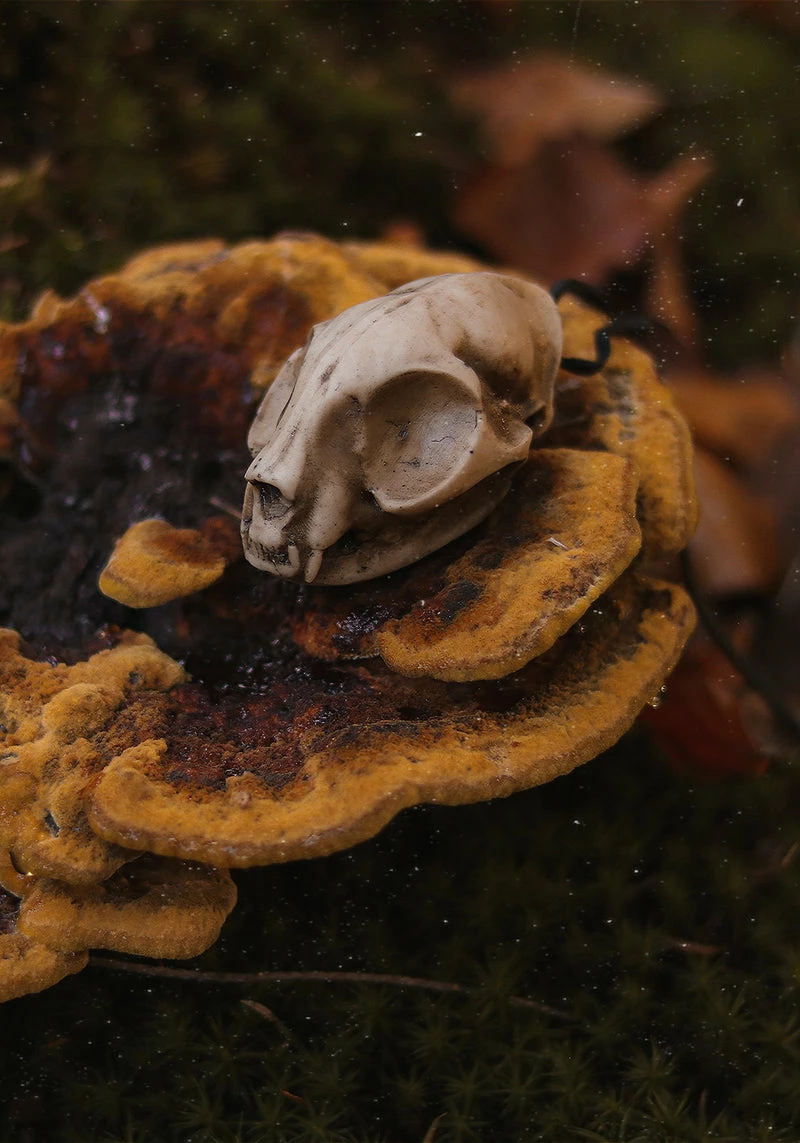 AFT1 Cat Skull Offering 2 AFT1 Cat Skull Offering - Image 2