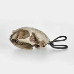 AFT1 Cat Skull Offering 10 AFT1 Cat Skull Offering -Cheap Disturbia Shop AM66 Cat Skull Offering 02 800x