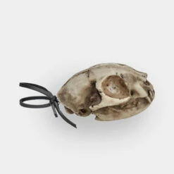 AFT1 Cat Skull Offering 11 AFT1 Cat Skull Offering -Cheap Disturbia Shop AM66 Cat Skull Offering 03 800x